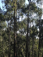 Eucalyptus delegatensis