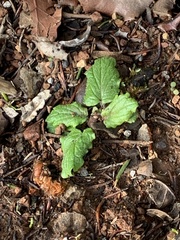 Scutellaria tuberosa