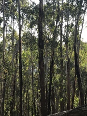 Eucalyptus delegatensis