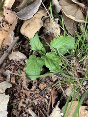Scutellaria tuberosa