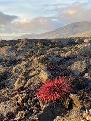 Mesocentrotus franciscanus