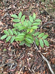 Glochidion ferdinandi