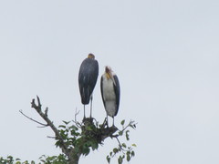 Leptoptilos javanicus