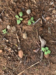 Scutellaria tuberosa