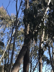Eucalyptus delegatensis