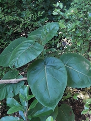 Solanum betaceum