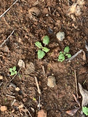 Scutellaria tuberosa