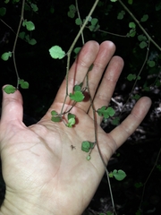 Streblus heterophyllus