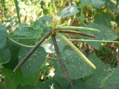 Vigna radiata