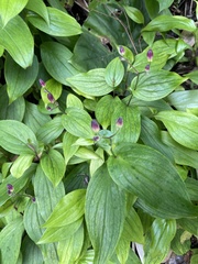 Tricyrtis lasiocarpa