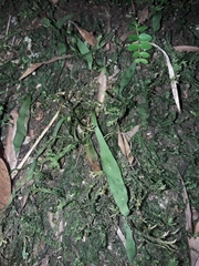 Loxogramme dictyopteris