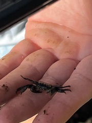 Metopograpsus thukuhar