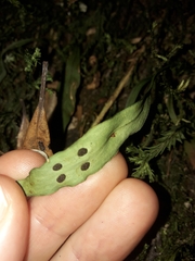 Loxogramme dictyopteris