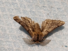 Apochima flabellaria