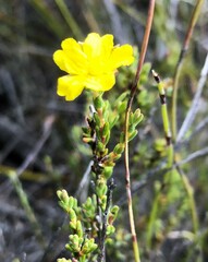 Hibbertia devitata