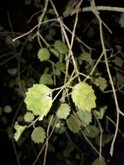 Rhabdothamnus solandri