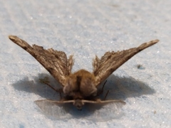 Apochima flabellaria