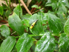 Chauliognathus imperialis