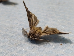 Apochima flabellaria