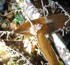 Pseudophilautus popularis