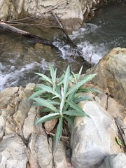 Stephanomeria cichoriacea