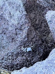Metopograpsus thukuhar