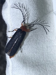 Pterotus obscuripennis