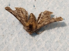 Apochima flabellaria