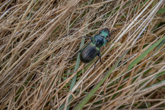 Megadromus antarcticus