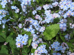 Osmia lignaria propinqua