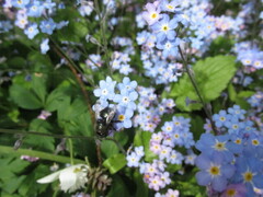 Osmia lignaria propinqua
