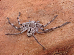 Holconia immanis