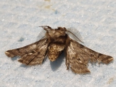 Apochima flabellaria