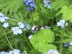 Osmia lignaria propinqua
