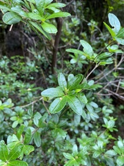 Acradenia frankliniae