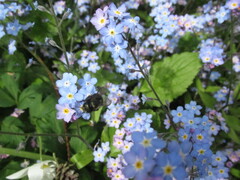 Osmia lignaria propinqua