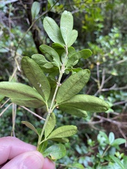 Acradenia frankliniae