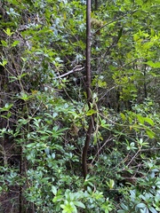 Acradenia frankliniae