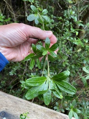 Acradenia frankliniae