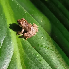 Pseudophilautus popularis