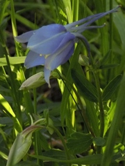 Aquilegia coerulea