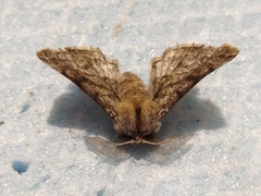 Apochima flabellaria