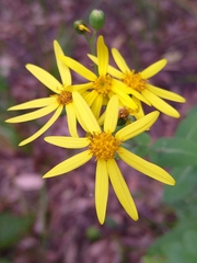 Senecio velleioides