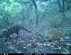 Leopardus wiedii