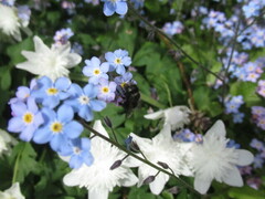 Osmia lignaria propinqua
