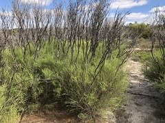 Melaleuca brevifolia