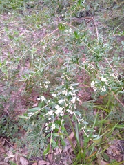 Sannantha pluriflora