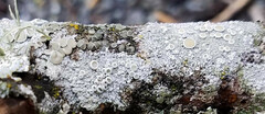 Lecanora caesiorubella