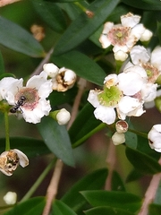 Sannantha pluriflora