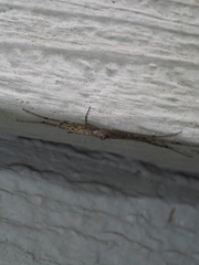 Tetragnathidae